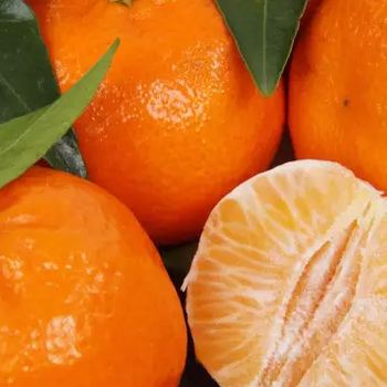 贵港目前小叶香橙头沃柑苗价格多少钱一棵